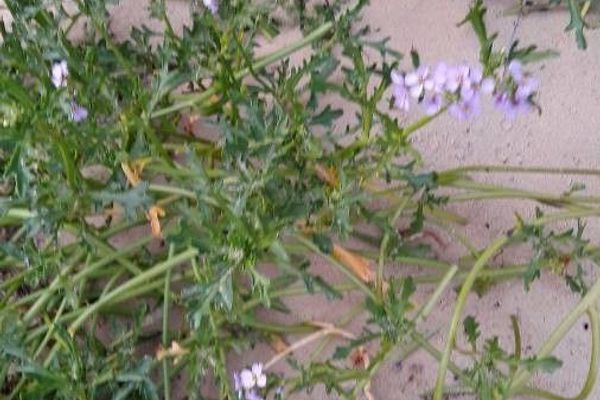 American sea rocket