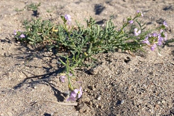 Sea rocket