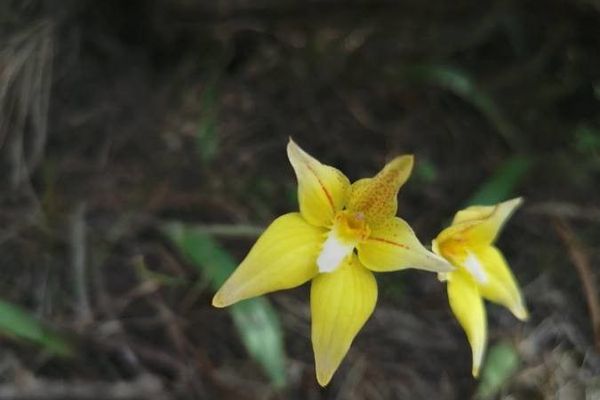 Caladenia flava