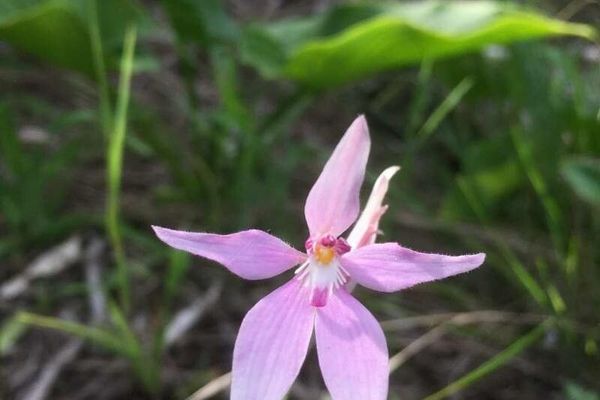 Caladenia latifolia