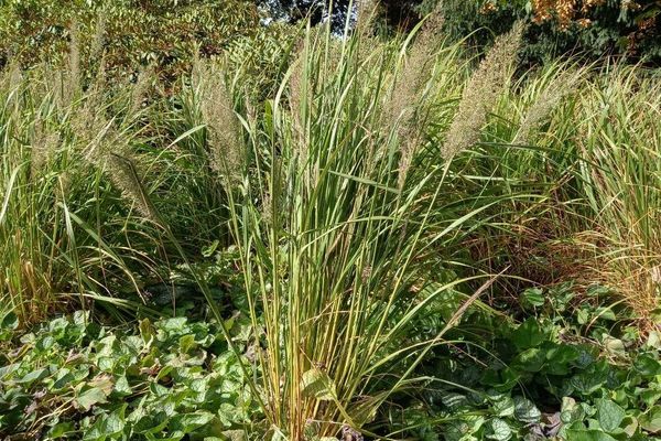 Korean feather reed grass