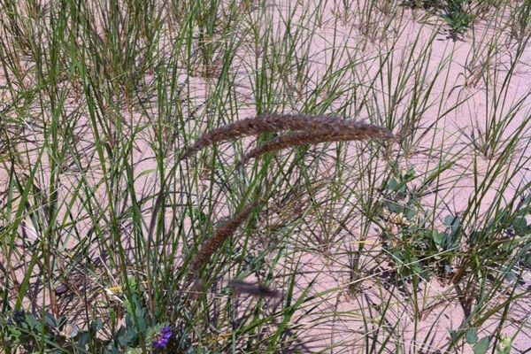 American beach grass