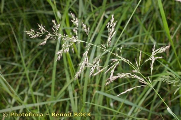 Purple smallreed