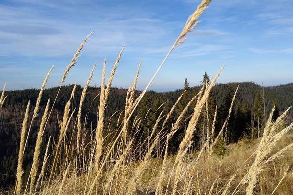 Bush grass
