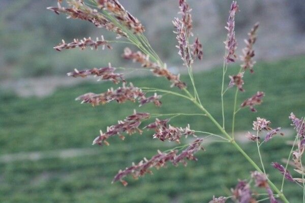 Coastal small-reed