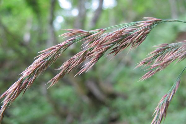 Scandinavian small-reed