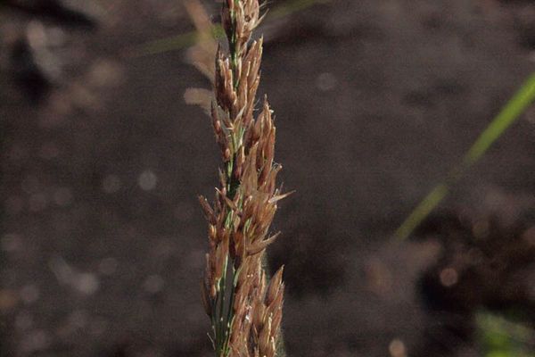 Narrow small-reed