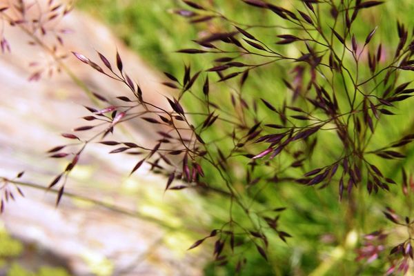 Hairy reed grass