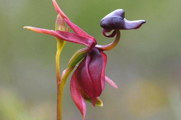 Caleana major