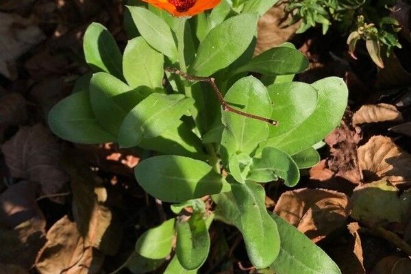 Calendula