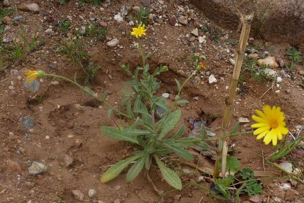 Calendula suffruticosa