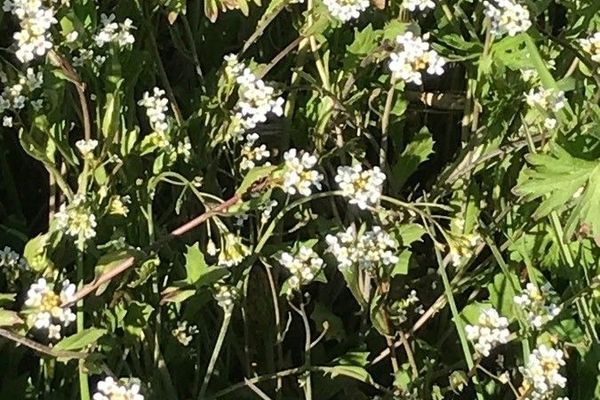 White ballmustard