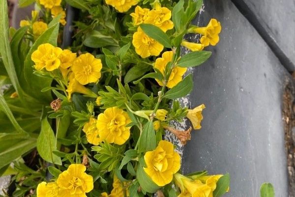 Seaside petunia