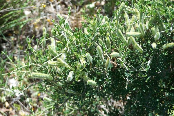 Thorny broom