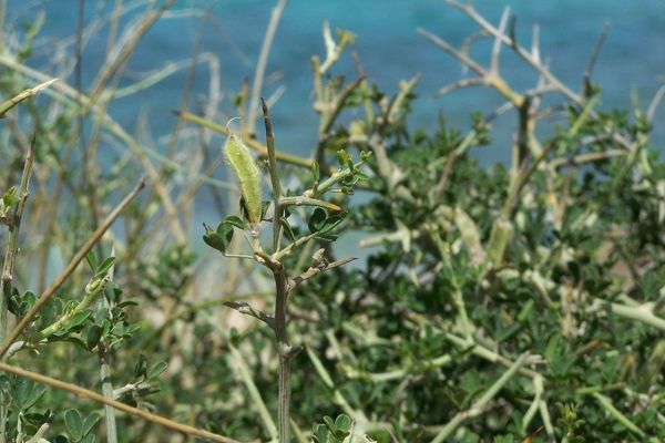 Spiny broom