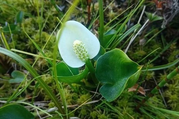 Wild calla