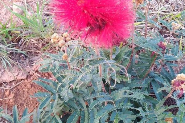 Calliandra dysantha