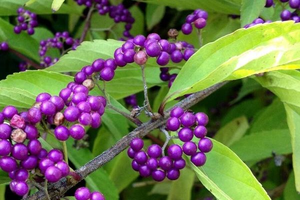American beauty-berry