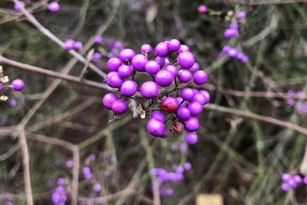 Japanese beauty-berry
