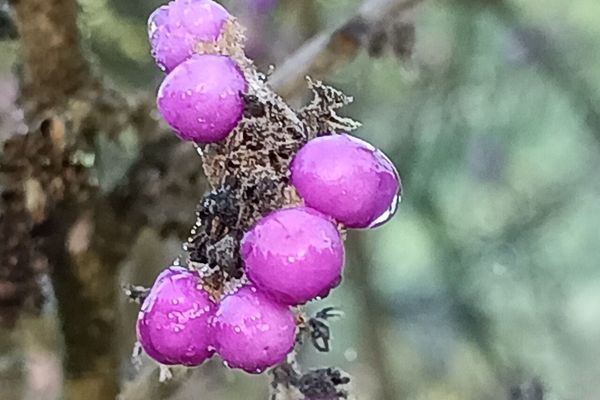 Callicarpa mollis