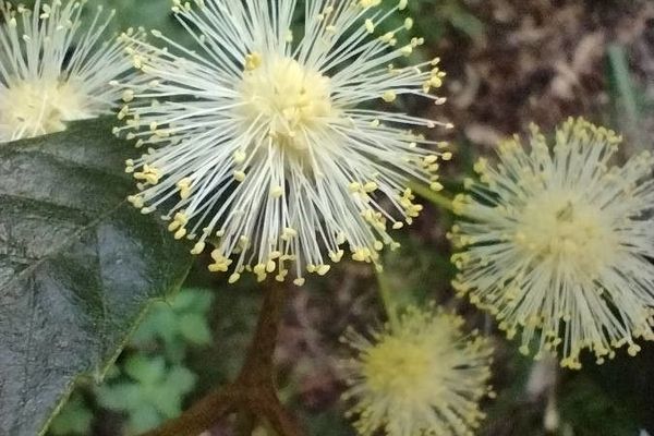 Black wattle