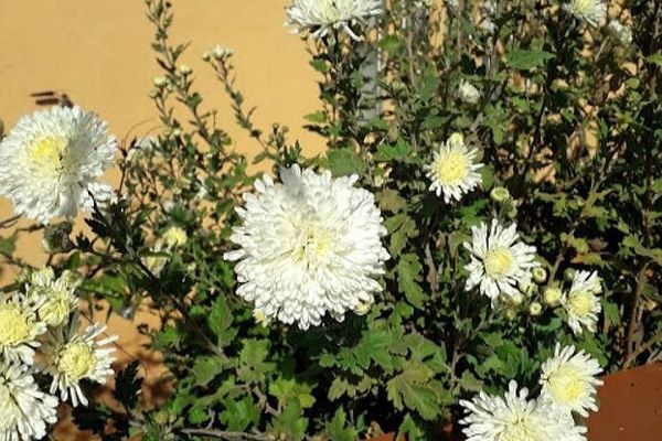 Annual-aster