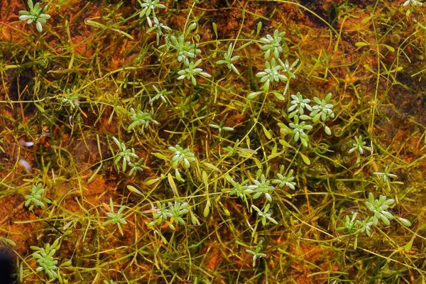 Pedunculate water-starwort