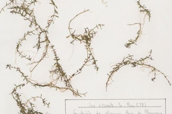 Narrowleaf water-starwort