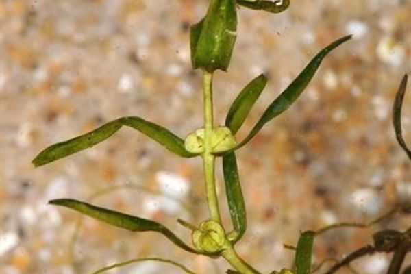 Northern water-starwort