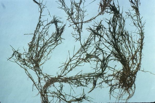 Twoheaded water-starwort