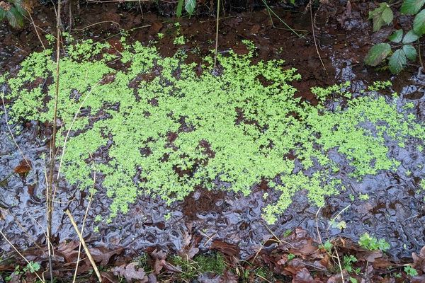 Narrow-fruit water-starwort