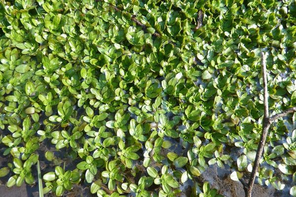 Starwort