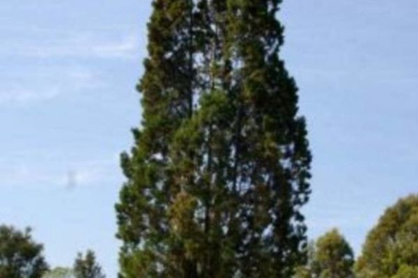 Bribie island pine