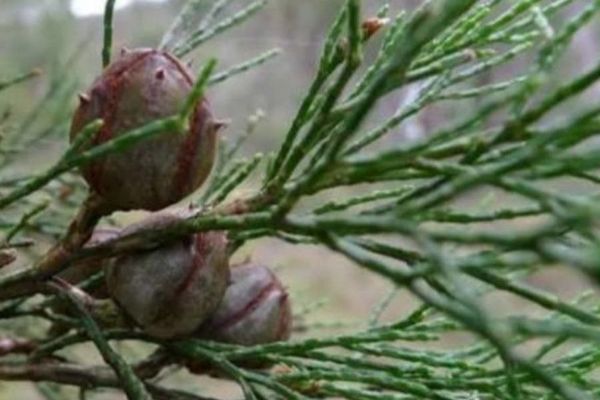 Black cypress-pine