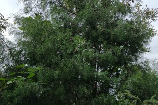 Cypress-pine