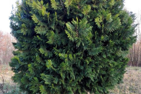 California incense-cedar