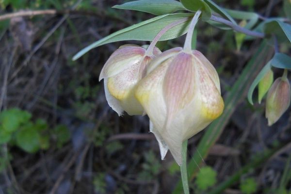 Fairy-lantern