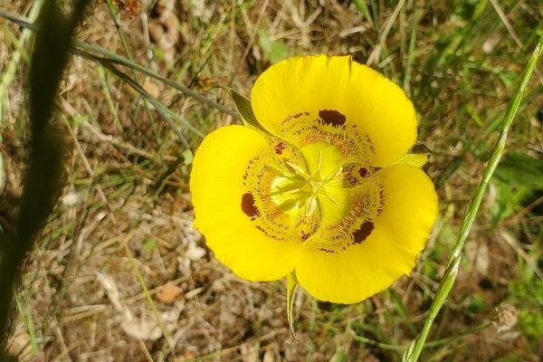 Yellow mariposa lily