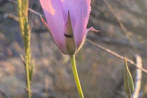 Splendid mariposa lily