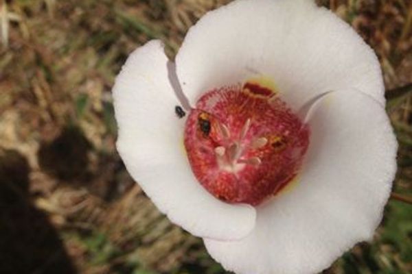 Butterfly mariposa lily