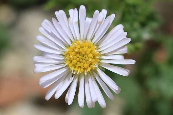 Bur-daisy