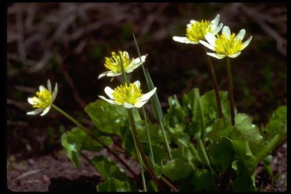 White marsh marigold