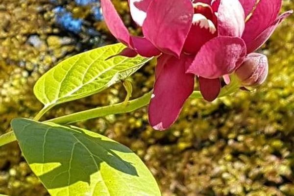 Carolina-allspice