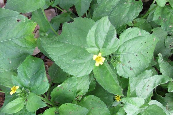 Creeping cinderella-weed