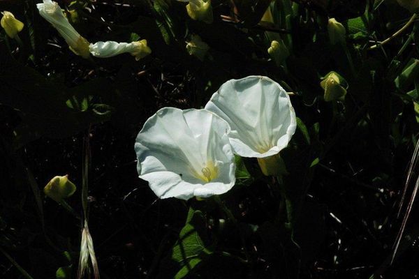Island false bindweed