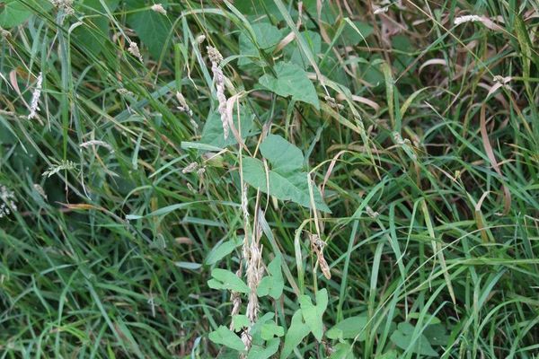 Shortstalk false bindweed