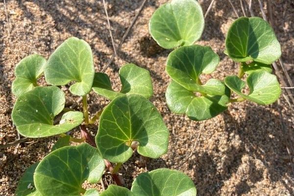Seashore false bindweed