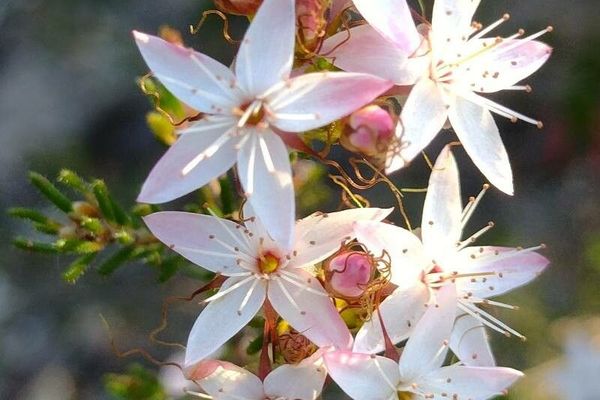 Common fringe myrtle