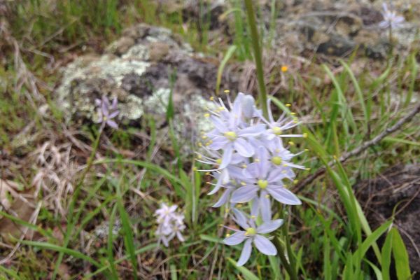 Wild hyacinth