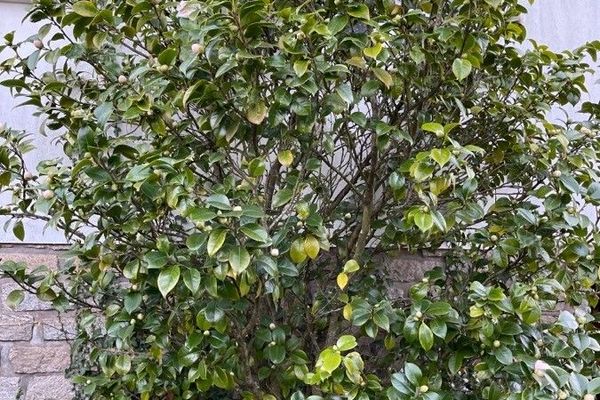 Camellia